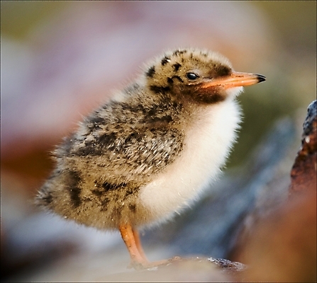 포토 JPG 해외이미지 동물 1 야생동물 어린이 자연 조류 병아리 사람없음 야외 빨간색 초록색 컬러풀 갈색 노란색 귀여움 흰색 아기 관찰 달콤 둥지 작음 만족 부리 서식지 강렬 생존 해외202004 해외포토 감정 컬러 컨셉 모션 사람 맛 크기 생태계 파일형식 이미지허브