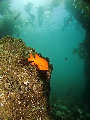포토 JPG 해외이미지 척추동물 오렌지 어류 사람없음 수중 미국 만 캘리포니아 태평양 암초 로스앤젤레스 다시마 가리발디 해외202004 해외포토 동물 바다 북아메리카 과일 수중동물 해조류 위인 정치가 파일형식 이미지허브