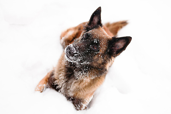 포토 JPG 해외이미지 동물 1 응시 겨울 자연 사람없음 가로 반려동물 갈색 검은색 흰색 양치기 개 육식동물 기르기 해외202004 해외포토 직업 시선 계절 컬러 포유류 생태계 돌봄 파일형식 이미지허브