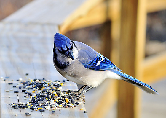 포토 JPG 해외이미지 야생동물 자연 조류 사람없음 야외 파란색 해외202004 해외포토 동물 컬러 생태계 파일형식 이미지허브