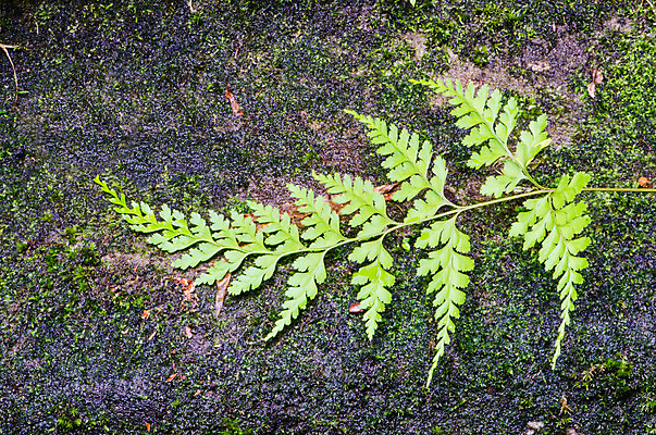 포토 JPG 해외이미지 나무 식물 공원 패턴 자연 벽지 표면 프레임 이끼 사람없음 야외 목재 초록색 여름 환경 정원 봄 수확 가을 신선 거친 숲 질감 내추럴 그런지 땅바닥 삼림지대 양치류 해외202004 해외포토 계절 공공시설 컬러 무늬 농업 재료 바닥 생태계 파일형식 이미지허브