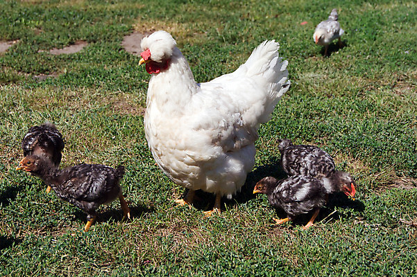 포토 JPG 해외이미지 야생동물 음식 농업 가족 조류 병아리 사람없음 여름 농장 노란색 치킨 봄 아기 깃털 호기심 부리 솜털 부화 돌봄 암탉 해외202004 해외포토 동물 계절 감정 산업 컬러 컨셉 관계 모션 사람 닭 암컷 닭고기요리 파일형식 이미지허브
