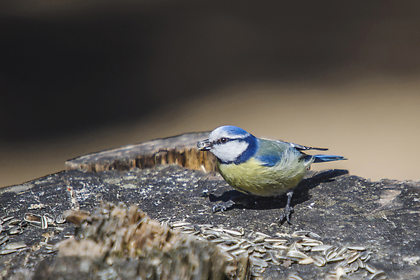 포토 JPG 해외이미지 나무 동물 계절 유럽 야생동물 겨울 자연 조류 노르웨이 미술 서기 사람없음 야외 옆모습 초록색 파란색 컬러풀 노란색 추위 흰색 나뭇가지 숲 작음 깃털 부리 내추럴 2월 고립 스칸디나비아 해외202004 해외포토 식물 나라 뷰포인트 컬러 모션 문화예술 날짜 크기 생태계 파일형식 이미지허브