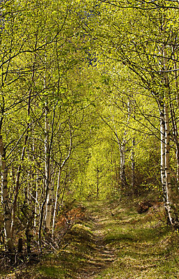 포토 JPG 해외이미지 나무 식물 계절 공원 길 백그라운드 잎 자연 풍경 사람없음 야외 목재 초록색 여름 빛 컬러풀 햇빛 태양 평화 환경 맑음 침묵 봄 나뭇가지 시골 숲 오솔길 장면 자작나무 내추럴 해외202004 해외포토 자연요소 공공시설 컬러 컨셉 재료 날씨 소리 생태계 파일형식 이미지허브