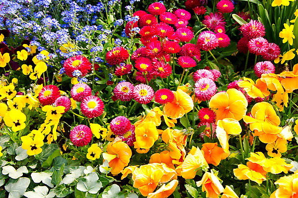 포토 JPG 해외이미지 식물 공원 꽃 백그라운드 오렌지 봄꽃 자연 사람없음 야외 빨간색 초록색 파란색 컬러풀 노란색 정원 봄 벚꽃 신선 자주색 수선화 비올라 해외202004 해외포토 계절 공공시설 컬러 과일 생태계 파일형식 찰현악기 이미지허브