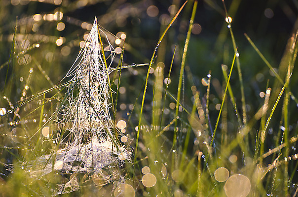 포토 JPG 해외이미지 나무 식물 계절 선 줄 곤충 백그라운드 무지개 자연 넥타이 바람 추상 세포 그림자 사람없음 초록색 여름 빛 노란색 웹 봄 가을 공구 잡기 원형 그리기 뜨개질 당기기 연결 묶기 거미줄 감옥 질감 보케 거미 부드러움 강렬 부담 블러 접착제 해외202004 해외포토 자연요소 도형 동물 잡화 컬러 무늬 인터넷 모션 날씨 취미 도구 풀_접착제 감각 생태계 파일형식 이미지허브