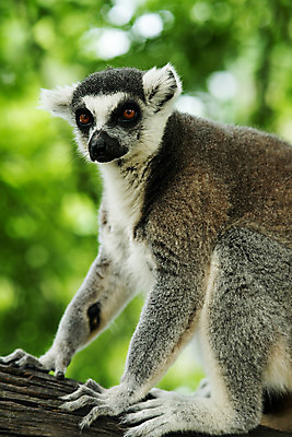 포토 JPG 해외이미지 동물 공원 야생동물 포유류 아프리카 자연 사람없음 정원 검은색 흰색 원숭이 보호 숲 열대우림 땅 꼬리 멸종 여우원숭이 전국 해외202004 해외포토 공공시설 나라 컬러 컨셉 생태계 파일형식 이미지허브