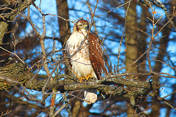 포토 JPG 해외이미지 나무 동물 야생동물 겨울 자연 조류 종류 사람없음 환경 미국 큼 생태계 생물학 육식동물 서식지 내추럴 동물상 생태학 웅장함 해외202004 해외포토 식물 계절 교육 북아메리카 조형물 크기 파일형식 이미지허브