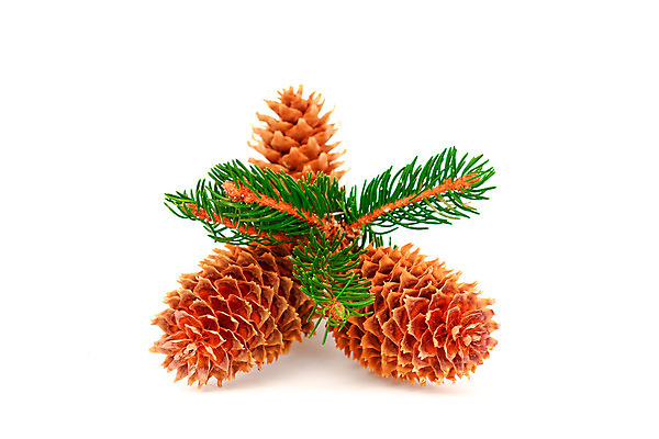 포토 JPG 해외이미지 디자인 계절 백그라운드 크리스마스 겨울 패턴 휴가 건조 저울 3 그림자 풍경 사람없음 장식 초록색 컬러풀 갈색 새싹 흰색 나뭇가지 축하 소나무 오픈 12월 배열 집중 심볼 묘사 싱글 상록수 침엽수 내추럴 고립 팁 해외202004 해외포토 나무 식물 기념일 컬러 컨셉 무늬 날짜 파일형식 이미지허브