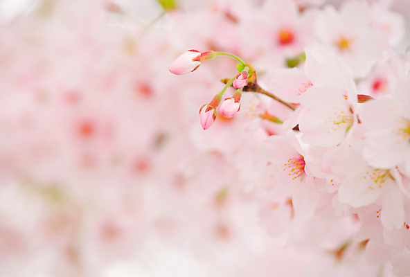 포토 JPG 해외이미지 주간 꽃 분홍색 봄꽃 자연 사람없음 야외 아웃포커스 벚꽃 꽃봉오리 해외202004 해외포토 자연요소 식물 컬러 촬영기법 봄 생태계 파일형식 이미지허브