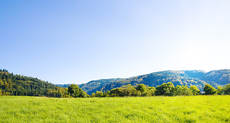 포토 JPG 해외이미지 나무 식물 1 계절 잎 밭 농업 자연 하늘 풍경 잔디 사람없음 야외 목재 초록색 여름 파란색 햇빛 태양 노란색 평화 우주 환경 맑음 봄 성장 광선 시골 땅 장면 내추럴 생태학 옛날 혼자 해외202004 해외포토 자연요소 교육 산업 컬러 컨셉 재료 날씨 생태계 파일형식 이미지허브
