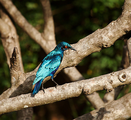 포토 JPG 해외이미지 야생동물 여행 아프리카 자연 조류 휴가 사람없음 빨간색 햇빛 해외202004 해외포토 동물 나라 컬러 태양 생태계 파일형식 이미지허브