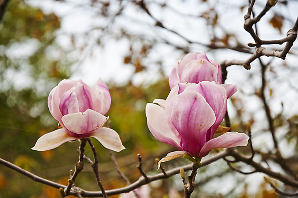 포토 JPG 해외이미지 나무 식물 계절 꽃잎 꽃 길 선 분홍색 백그라운드 꽃무늬 밭 자연 하늘 사람없음 파란색 컬러풀 햇빛 정원 보라색 봄 벚꽃 나뭇가지 개화 체리 4월 순수 원예 질감 목련 고립 해외202004 해외포토 컬러 컨셉 무늬 농업 과일 취미 태양 날짜 생태계 파일형식 이미지허브