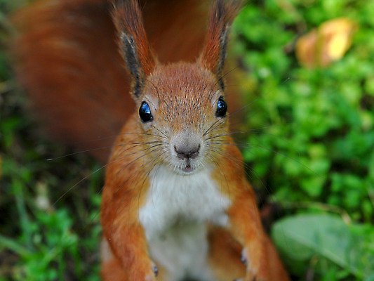 포토 JPG 해외이미지 동물 1 응시 공원 야생동물 포즈 포유류 자연 생물 털 서기 사람없음 야외 옆모습 빨간색 초록색 여름 갈색 회색 견과류 가을 흰색 나뭇가지 닫기 설치류 숲 작음 모피 먹기 호기심 꼬리 다람쥐 솜털 내추럴 수유 해외202004 해외포토 나무 시선 계절 공공시설 감정 뷰포인트 컬러 컨셉 모션 크기 생태계 파일형식 이미지허브