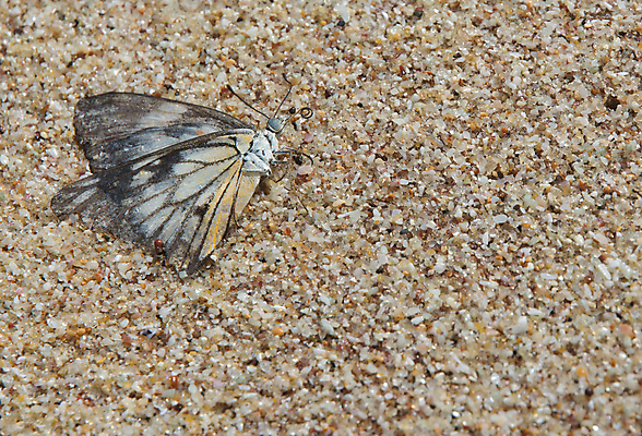 포토 JPG 해외이미지 아시아 모래 여행 나비 백그라운드 컨셉 패턴 자연 사람없음 모래사장 컬러풀 벌레 12월 스리랑카 이국적 해외202004 해외포토 나라 바다 컬러 곤충 무늬 날짜 생태계 파일형식 이미지허브