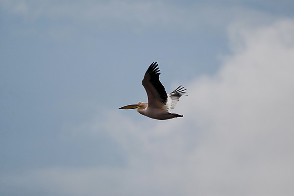 포토 JPG 해외이미지 야생동물 오렌지 자연 조류 하늘 사람없음 야외 파란색 노란색 검은색 회색 젖음 흰색 습지 펠리컨 깃털 부리 물새 루마니아 단아함 해외202004 해외포토 동물 유럽 컬러 과일 생태계 파일형식 이미지허브