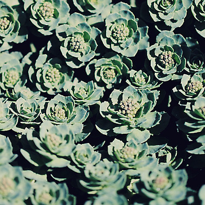 포토 JPG 해외이미지 식물 꽃 백그라운드 잎 꽃무늬 패턴 농업 자연 선인장 풍경 사람없음 장식 초록색 파란색 환경 정원 사막 성장 벚꽃 원예 질감 조경 내추럴 영원 그리너리 해외202004 해외포토 산업 컬러 무늬 취미 생태계 파일형식 트랜드컬러 이미지허브