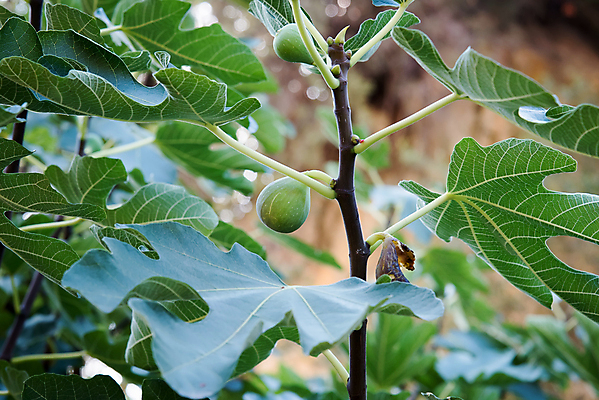 포토 JPG 해외이미지 나무 식물 음식 잎 다이어트 과일 건강 사람없음 초록색 정원 신선 무화과 해외202004 해외포토 컬러 파일형식 이미지허브
