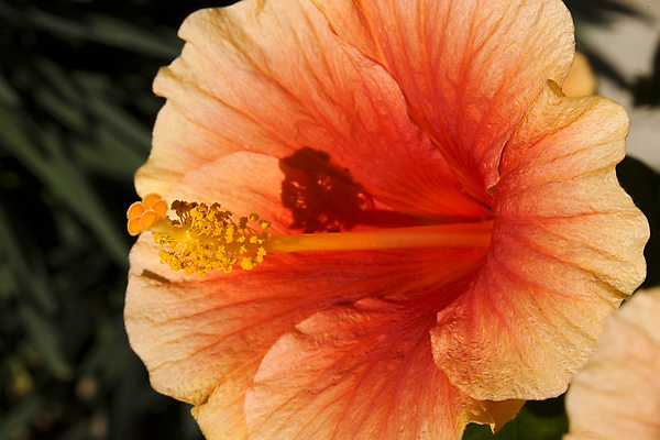 포토 JPG 해외이미지 주간 그림자 사람없음 야외 햇빛 히비스커스 해외202004 해외포토 자연요소 꽃 태양 파일형식 이미지허브