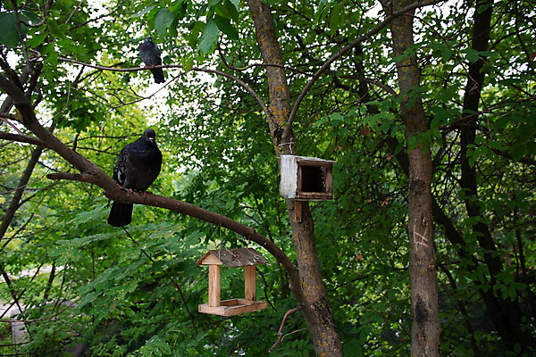 포토 JPG 해외이미지 나무 동물 1 공원 야생동물 음식 백그라운드 날개 의자 모션 자연 조류 하늘 주택 풍경 사람없음 야외 목재 환경 봄 회색 나뭇가지 유머 숲 먹이 먹기 배고픔 깃털 속도 비둘기 새장 착륙 해외202004 해외포토 식물 계절 공공시설 감정 컬러 가구 재료 건물 생태계 케이지 파일형식 이미지허브