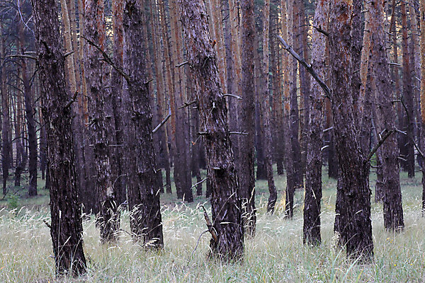 포토 JPG 해외이미지 나무 자연 아침 풍경 사람없음 초록색 소나무 숲 침엽수 해외202004 해외포토 주간 식물 컬러 생태계 파일형식 이미지허브