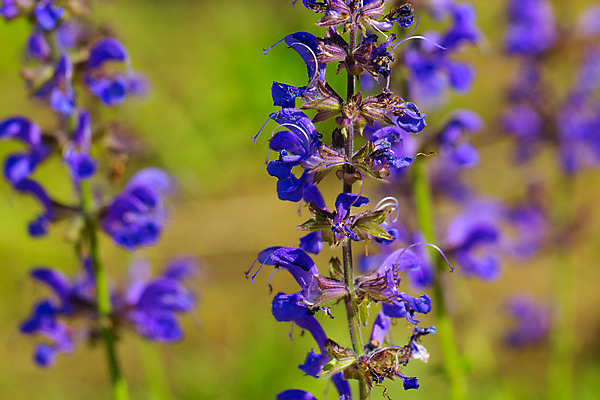 포토 JPG 해외이미지 식물 꽃 꽃무늬 자연 사람없음 야외 파란색 보라색 봄 깃발 제비꽃 붓꽃 피튜니아 해외202004 해외포토 계절 컬러 무늬 생태계 파일형식 이미지허브
