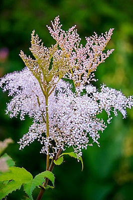 포토 JPG 해외이미지 식물 계절 꽃잎 꽃 백그라운드 잎 꽃무늬 자연 사람없음 초록색 여름 정원 봄 흰색 신선 개화 제비 내추럴 많음 해외202004 해외포토 컬러 컨셉 무늬 조류 생태계 파일형식 이미지허브