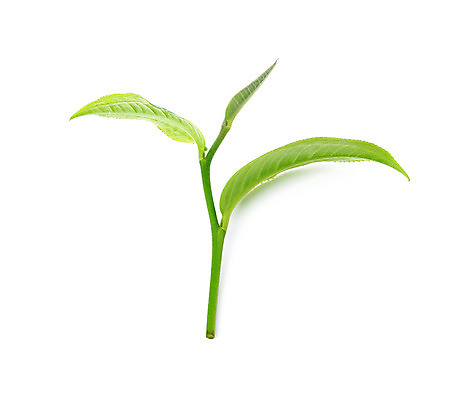 포토 JPG 해외이미지 식물 계절 아시아 음료 백그라운드 잎 밭 농업 자연 아침 새로움 동양인 사람없음 초록색 여름 빛 태양 농장 침묵 활발 성장 시골 신선 닫기 선택 차 인도인 보케 장면 남쪽 산악지대 영양분 케랄라주 해외202004 해외포토 주간 자연요소 외국인 나라 산업 컬러 컨셉 모션 산 인종 소리 인도_나라 방향 생태계 파일형식 이미지허브