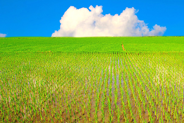 포토 JPG 해외이미지 식물 구름 계절 아시아 음식 줄기 백그라운드 잎 농업 자연 하늘 밥 건조 건강 씨앗 동양인 사람없음 초록색 여름 파란색 농작물 농장 농경지 갈색 노란색 중국 수확 성장 시골 신선 황금 닫기 낟알 시리얼 묘사 유기농 날것 내추럴 논밭 밭일 숙성 해외202004 해외포토 자연요소 웰빙 나라 산업 컬러 밭 모션 논 인종 생태계 파일형식 이미지허브