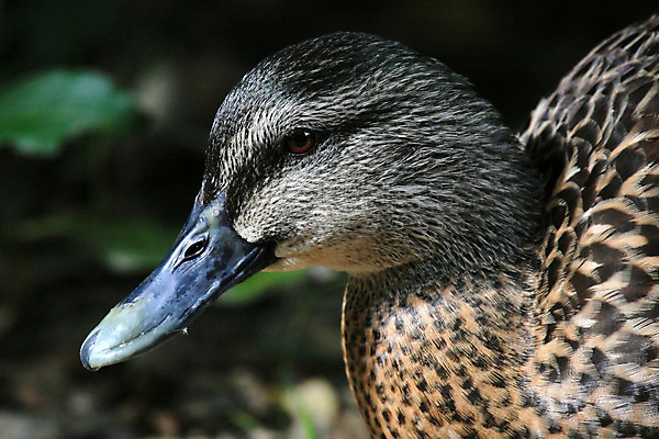 포토 JPG 해외이미지 공원 여자 호수 야생동물 조류 새로움 오리 장화 사람없음 물 수영 연못 닫기 보호 묘사 지역 보호구역 전국 해외202004 해외포토 자연요소 동물 공공시설 신발 컨셉 모션 사람 수상스포츠 구역 파일형식 이미지허브