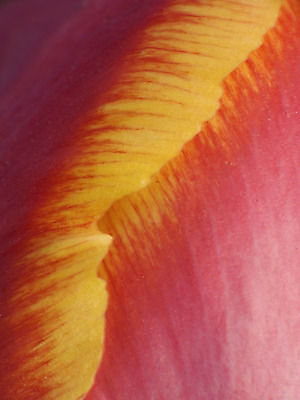 포토 JPG 해외이미지 꽃 백그라운드 발렌타인데이 사랑 사람없음 정원 봄 튤립 엽서 소원 어머니의날 해외202004 해외포토 식물 계절 기념일 감정 데이이벤트 편지 미국문화 파일형식 이미지허브