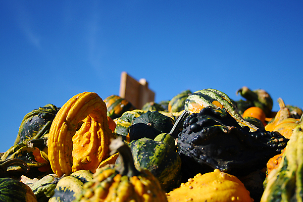 포토 JPG 해외이미지 식물 전통 계절 음식 농업 다이어트 채소 오렌지 과일 재료 자연 호박 가지 양파 휴가 오이 건강 요리 사람없음 장식 초록색 여름 컬러풀 농장 노란색 정원 샐러드 할로윈 수확 가을 신선 시장 11월 유기농 양배추 날것 박 후추 추수감사절 스쿼시 10월 내추럴 숙성 채식주의자 해외202004 해외포토 웰빙 산업 기독교 스포츠 컬러 구기 날짜 향신료 생태계 채식 파일형식 이미지허브