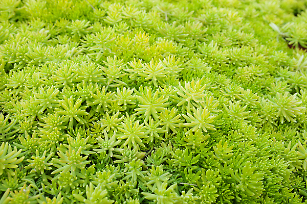 포토 JPG 해외이미지 나무 식물 디자인 벽 백그라운드 잎 패턴 자연 건강 사람없음 야외 초록색 여름 환경 정원 봄 신선 숲 작음 유기농 질감 내추럴 많음 해외202004 해외포토 웰빙 계절 컬러 컨셉 무늬 크기 생태계 파일형식 이미지허브