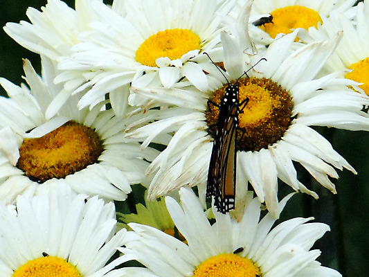 포토 JPG 해외이미지 식물 꽃잎 꽃 나비 날개 자연 사람없음 여름 노란색 정원 흰색 데이지 내추럴 해외202004 해외포토 계절 컬러 곤충 생태계 파일형식 이미지허브