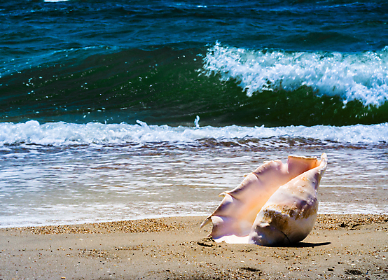 포토 JPG 해외이미지 모래 파도 바다 백그라운드 곡선 오렌지 자연 바람 휴가 조개 나선형 사람없음 물 여름 파란색 빛 태양 노란색 거품 껍질 흰색 서핑 큼 휴양지 스파이크 내추럴 이국적 해외202004 해외포토 자연요소 계절 선 컬러 무늬 과일 날씨 어패류 장소 수상스포츠 크기 생태계 파일형식 이미지허브