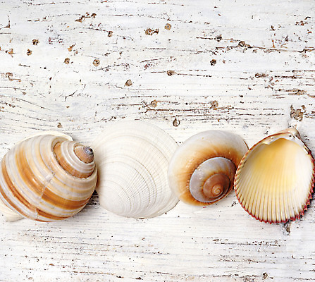 포토 JPG 해외이미지 바다 사람없음 목재 껍질 흰색 해외202004 해외포토 나무 컬러 재료 파일형식 이미지허브