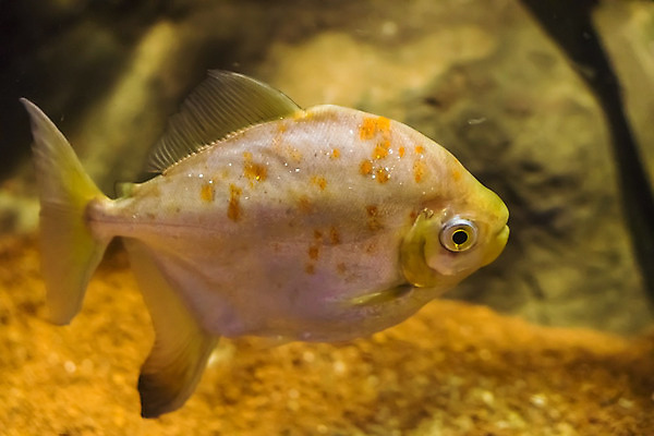 포토 JPG 해외이미지 동물 야생동물 바다 자연 바닥 저울 어류 사람없음 물 파란색 빛 반짝임 컬러풀 갈색 노란색 수중 수영 흰색 황금 은색 아래 다이빙 눈금 암초 수족관 깊이 소금물 이국적 해외202004 해외포토 자연요소 컬러 모션 수중동물 수상스포츠 방향 생태계 위치 수중스포츠 파일형식 이미지허브