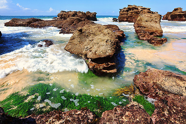 포토 JPG 해외이미지 식물 음식 모래 파도 바다 자연 조류 풍경 해변 사람없음 물 모래사장 햇빛 환경 맑음 껍질 서핑 호주 암초 서식지 생태학 지질학 해외202004 해외포토 자연요소 동물 교육 날씨 태양 수상스포츠 오세아니아 생태계 파일형식 이미지허브