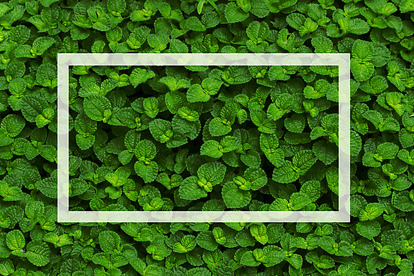 포토 JPG 해외이미지 식물 벽 백그라운드 잎 패턴 자연 벽지 추상 사람없음 초록색 환경 정원 봄 시골 허브 질감 내추럴 생태학 해외202004 해외포토 계절 교육 컬러 무늬 생태계 파일형식 이미지허브