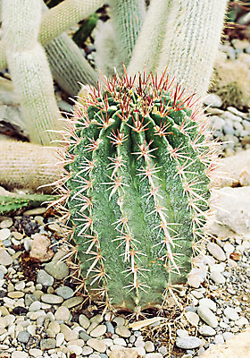 포토 JPG 해외이미지 식물 화초 백그라운드 스티커 패턴 자연 선인장 건조 실내 종류 사람없음 장식 세로 초록색 갈색 정원 사막 가시 묘사 싱글 원예 질감 날카로움 스파이크 내추럴 해외202004 해외포토 컬러 무늬 취미 내부 생태계 파일형식 이미지허브