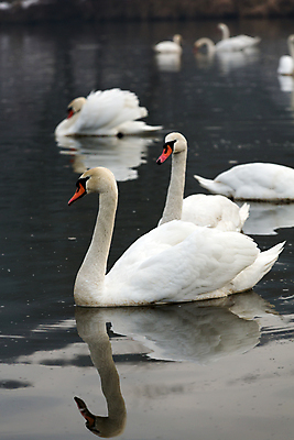 포토 JPG 해외이미지 주간 호수 여러마리 사람없음 야외 백조 해외202004 해외포토 자연요소 다수 조류 파일형식 이미지허브