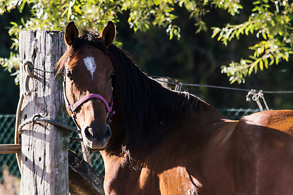 포토 JPG 해외이미지 동물 응시 계절 얼굴 스포츠 백그라운드 포유류 자연 하늘 사람없음 야외 빨간색 여름 파란색 반려동물 농장 갈색 머리 검은색 어둠 만 승마 황금 속도 만족 쇼 갈기 굴레 기르기 대가리 총구 해외202004 해외포토 시선 감정 컬러 농업 신체부위 생태계 돌봄 파일형식 이미지허브