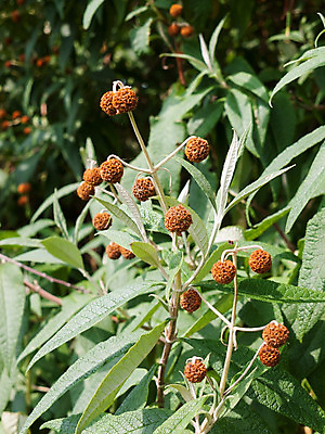 포토 JPG 해외이미지 나무 식물 디자인 계절 꽃잎 꽃 꽃다발 잎 꽃무늬 패턴 과일 사람없음 장식 컬러풀 노란색 정원 봄 벚꽃 신선 난초 우아함 관목 내추럴 해외202004 해외포토 컬러 컨셉 무늬 파일형식 이미지허브