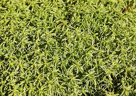 포토 JPG 해외이미지 나무 식물 백그라운드 컨셉 자연 날씨 이끼 사람없음 목재 초록색 여름 맑음 나뭇가지 해외202004 해외포토 계절 컬러 재료 생태계 파일형식 이미지허브