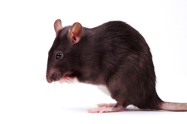 포토 JPG 해외이미지 동물 응시 포유류 수염 털 사람없음 반려동물 갈색 회색 흰색 쥐 설치류 수줍음 심볼 호기심 흰배경 코 꼬리 귀 솜털 고립 해외202004 해외포토 시선 감정 컬러 백그라운드 컨셉 신체부위 파일형식 이미지허브