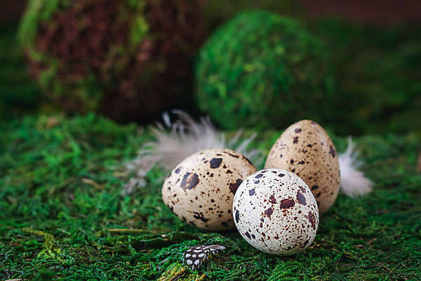 포토 JPG 해외이미지 음식 백그라운드 다이어트 재료 자연 조류 부활절 새로움 건강 요리 사람없음 농장 갈색 계란 치킨 봄 껍질 흰색 축하 신선 얼룩 그룹 사발 맛 아침식사 작음 먹기 깃털 오브젝트 유기농 날것 내추럴 고립 단백질 메추리 생식 암탉 해외202004 해외포토 동물 웰빙 계절 기념일 컬러 컨셉 농업 모션 알 식사 닭 사기그릇 크기 암컷 생태계 닭고기요리 영양소 파일형식 이미지허브