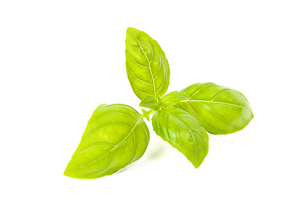 포토 JPG 해외이미지 식물 음식 잎 농업 재료 건강 요리 사람없음 초록색 정원 샐러드 성장 흰색 신선 맛 허브 향신료 유기농 생물학 날것 아로마 향료 향 바질 내추럴 고립 바이오 밭일 채식주의자 해외202004 해외포토 웰빙 교육 산업 컬러 컨셉 채식 향기 냄새 향미료 파일형식 이미지허브