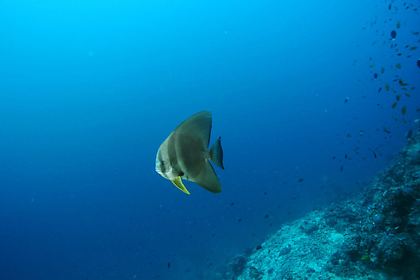 포토 JPG 해외이미지 동물 야생동물 바다 백그라운드 자연 어류 풍경 사람없음 빨간색 물 파란색 수중 수영 활발 그룹 산호 다이빙 장면 암초 수족관 깊이 멀티 소금물 해외202004 해외포토 자연요소 컬러 컨셉 수중동물 수상스포츠 자포동물 생태계 수중스포츠 파일형식 이미지허브