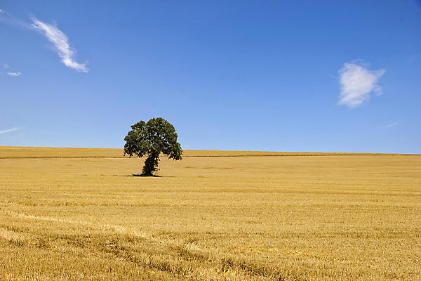 포토 JPG 해외이미지 나무 식물 구름 지구 백그라운드 밭 농업 자연 하늘 불 불꽃 풍경 사람없음 야외 장식 여름 파란색 컬러풀 햇빛 농장 노란색 환경 달력 가을 시골 변화 시원함 땅 밀 에코 순환 장면 내추럴 블러 생태학 혼자 수평선 해외202004 해외포토 자연요소 계절 교육 산업 컬러 컨셉 모션 곡류 태양 생태계 파일형식 이미지허브