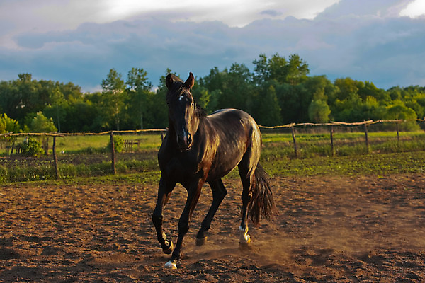 포토 JPG 해외이미지 동물 사람없음 반려동물 달리기 농장 검은색 목장 시골 해외202004 해외포토 컬러 농업 모션 파일형식 이미지허브